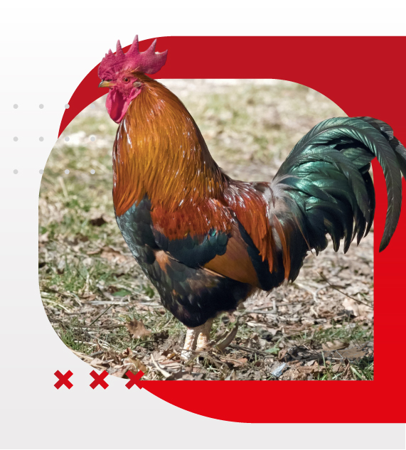 Incubadoras HCJA,Incubadoras de aves en Jalisco