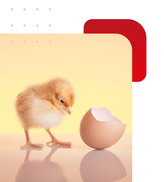 Incubadoras HCJA,Incubadoras de aves en Jalisco