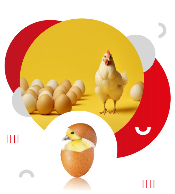 Incubadoras HCJA,Incubadoras de aves en Jalisco